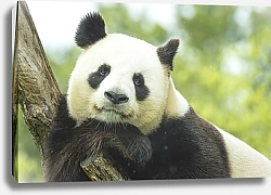 Постер Задумчивая панда на ветке