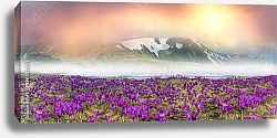 Постер Поле крокусов в туманных горах