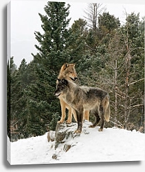 Постер Два волка на фоне зимнего леса