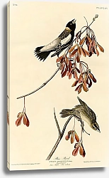 Постер Rice Bird