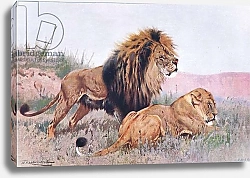 Постер Кунер Вильгельм Lion and Lioness, illustration from'Wildlife of the World', c.1910