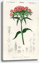 Постер Гвоздика турецкая (Dianthus barbatus) 