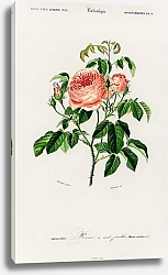 Постер Роза столистная (Rosa Centifilia) 