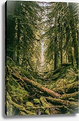 Постер Овраг в замшелом лесу