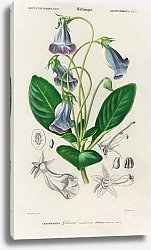 Постер Бразильская глоксиния или глоксиния флориста (Gloxinia caulescente)