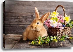Постер Рыжий кролик с корзинкой цветов