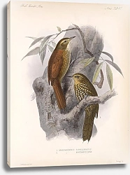 Постер Птицы J. G. Keulemans №49
