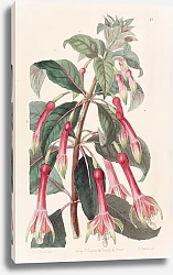 Постер Эдвардс Сиденем Saw-leaved Fuchsia