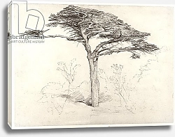 Постер Палмер Самуэль Old Cedar Tree in Botanic Garden, Chelsea, 1854