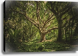 Постер Старое дерево в тропическом лесу 1