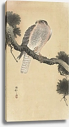 Постер Косон Охара Hawk on pine branch