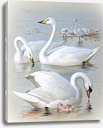 Постер Bewick's swan, whooper swan and mute swan'