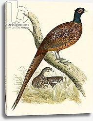 Постер Моррис (акв, птицы) Pheasant 5