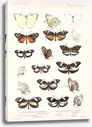 Постер Годман Фредерик Insecta Lepidoptera-Rhopalocera Pl 061