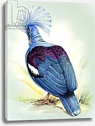 Постер Иллос Берт Blue Crowned Pigeon