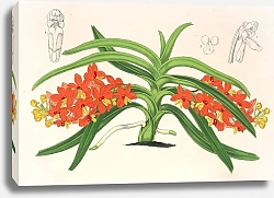 Постер Лемер Шарль Saccolabium curvifolium