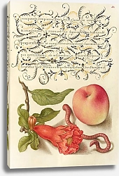 Постер Хофнагель Йорис Pomegranate, Worm, and Peach