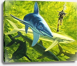 Постер Школа: Английская 20в. Sharks, illustration from 'Our Underwater World', 1970