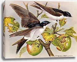 Постер British Birds - House Martin