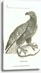 Постер Sea Eagle 1