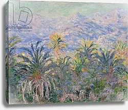 Постер Моне Клод (Claude Monet) Palm Trees at Bordighera, 1884