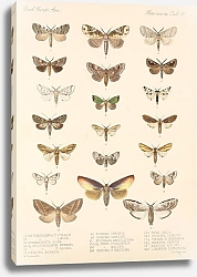 Постер Годман Фредерик Insecta Lepidoptera-Heterocera Pl 091