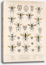 Постер Годман Фредерик Insecta Hymenoptera Pl 22