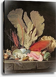 Постер Валлайер-Костер Энн Seaweed, Lithophytes and Seashells