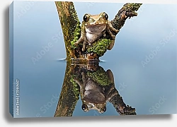 Постер Древесная лягушка, отражение в воде