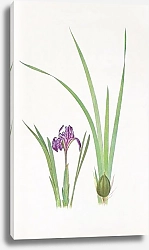Постер Iris kumaonensis