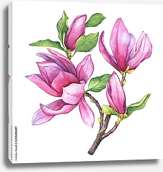 Постер Цветы фиолетовой магнолии liliiflora 