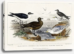 Постер Чернокрылая чайка, поморник Ричардсона, серая чайка, черная крачка и малая крачка