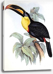 Постер Sharp-billed Toucan