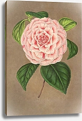 Постер Лемер Шарль Camellia Vittorio Emmanuele II