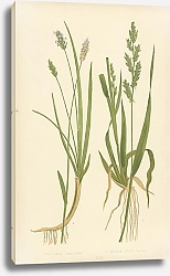 Постер Sesleria Cerulea, Panicum Crus-galli