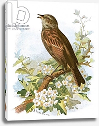 Постер Школа: Английская 20в. Hedge Sparrow