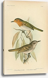 Постер Euscarthmus Russatus. Euscarthmus impiger