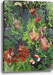 Постер Кидд Одиль (совр) Orangutangs and Toucans, 1998