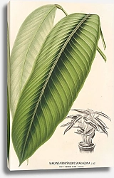 Постер Лемер Шарль Maranta smaragdina