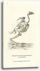 Постер Skeleton of Falco Palumbarius or Goshawk 1
