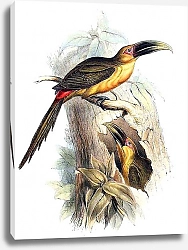 Постер Saffron-coloured Aracari