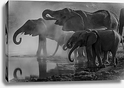 Постер Слоны со слонятами на водопое