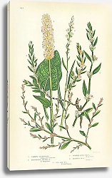 Постер Common Buckwheat, Viviparous Alpine, Common Knot Grass, Roberts, Sea Side