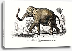 Постер Азиатский слон (Elephas Maximus) 