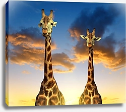 Постер Два жирафа и закат