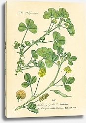 Постер Leguminosae, Medicago lupulina, Medicago maculata Wildldenon
