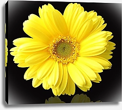 Постер Желтый цветок на черном фоне