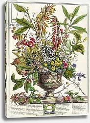 Постер Кастилс Питер January, from `Twelve Months of Flowers', by Robert Furber engraved by Henry Fletcher