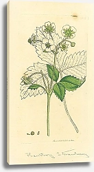Постер Sowerby Ботаника №13 1