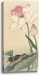 Постер Косон Охара Gallinule with Lotus Flowers